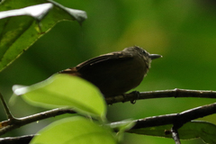 Epinecrophylla fulviventris