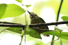 Epinecrophylla fulviventris