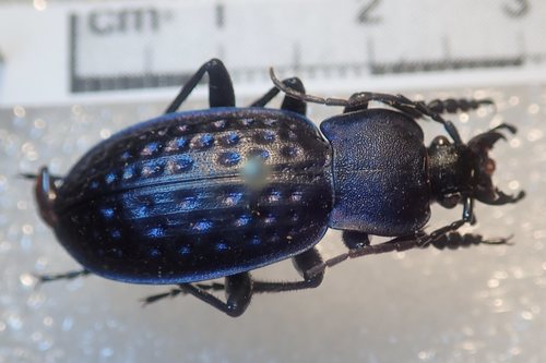 Carabus cribratus