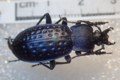 Carabus cribratus staneki