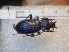 Carabus cribratus staneki