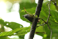 Epinecrophylla fulviventris