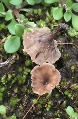 Cotylidia undulata