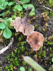 Cotylidia undulata
