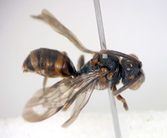 Nomada erythrocephala