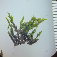 Racomitrium microcarpon