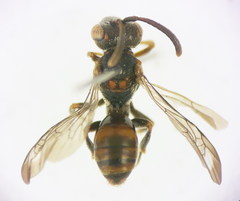 Nomada erythrocephala
