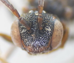 Nomada erythrocephala