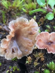 Cotylidia undulata