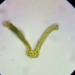 Racomitrium microcarpon