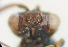 Nomada erythrocephala