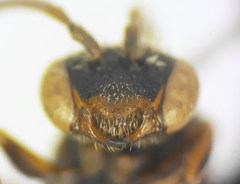 Nomada erythrocephala