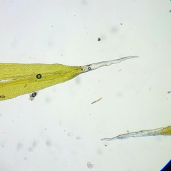 Racomitrium microcarpon