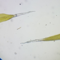 Racomitrium microcarpon