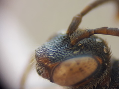 Nomada erythrocephala