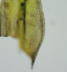 Racomitrium microcarpon