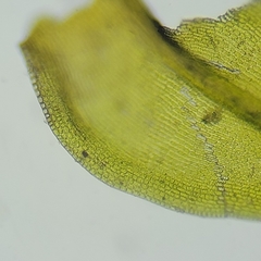 Racomitrium microcarpon