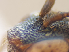 Nomada erythrocephala