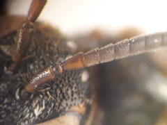 Nomada erythrocephala