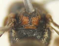 Nomada erythrocephala