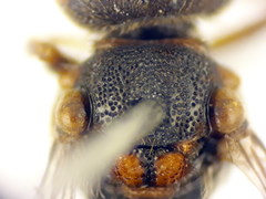 Nomada erythrocephala