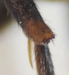 Nomada erythrocephala