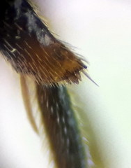 Nomada erythrocephala