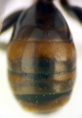 Nomada erythrocephala