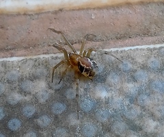 Nihonhimea tesselata