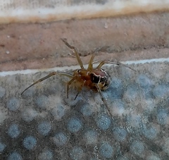 Nihonhimea tesselata