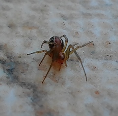 Nihonhimea tesselata