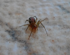 Nihonhimea tesselata