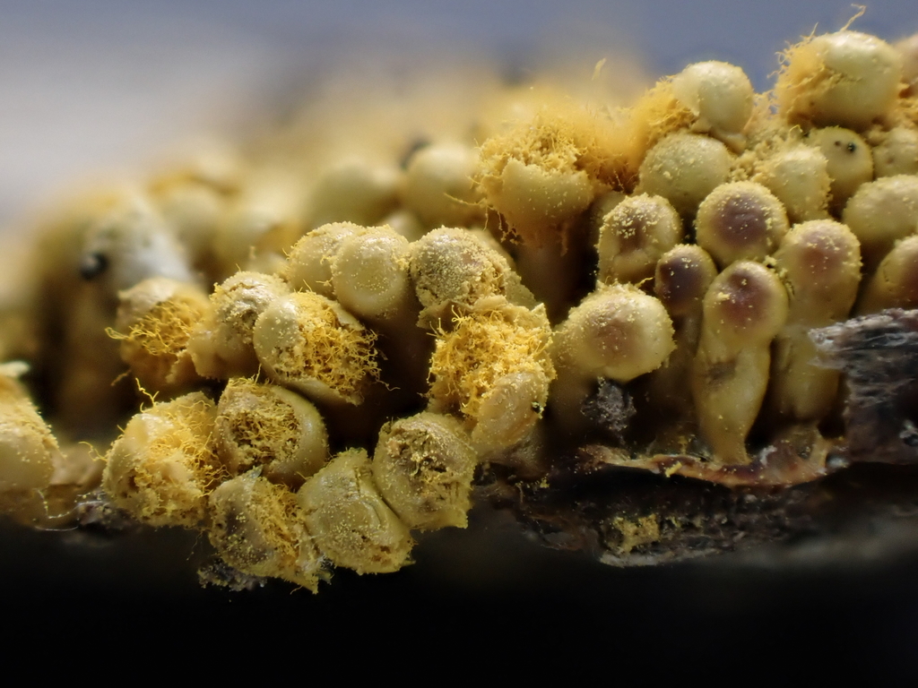 Oligonema favogineum