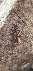 Spodoptera pulchella