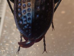 Carabus cribratus staneki