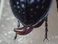 Carabus cribratus staneki