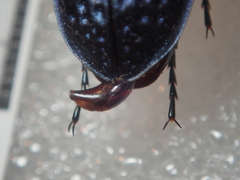 Carabus cribratus staneki