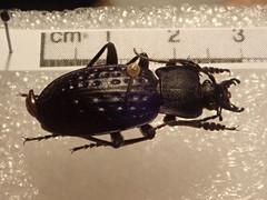 Carabus cribratus staneki