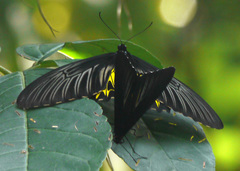 Troides helena