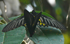 Troides helena