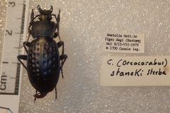 Carabus cribratus staneki
