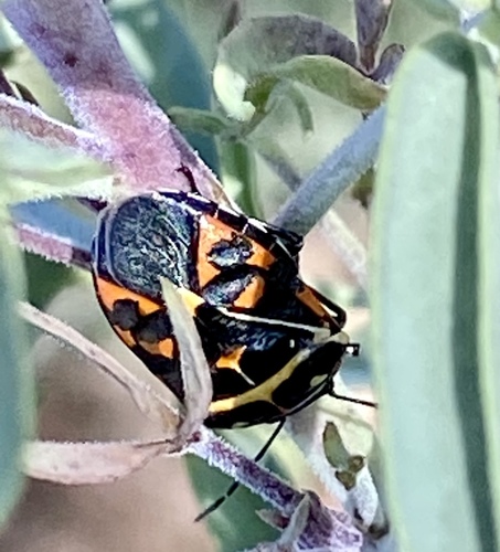 iNaturalist observation photo of Harlequin Bug