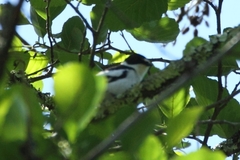 Ficedula semitorquata