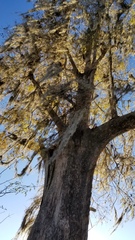 Taxodium distichum image