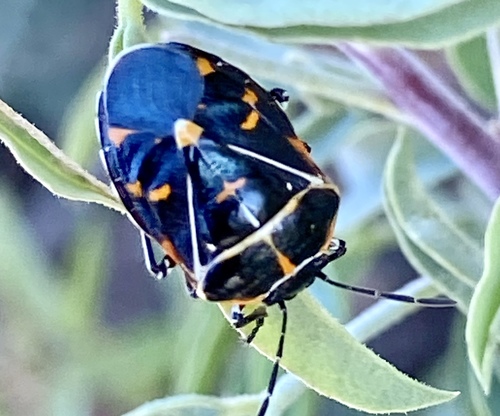 iNaturalist observation photo of Harlequin Bug