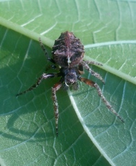 Parawixia