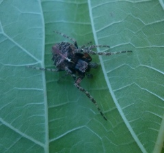 Parawixia