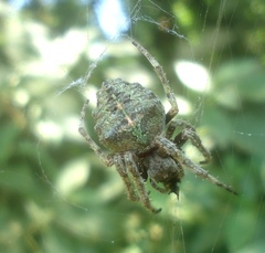 Parawixia