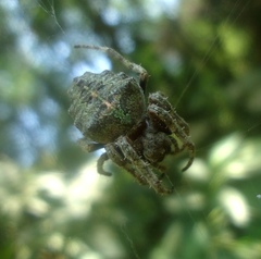 Parawixia