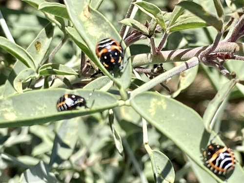 iNaturalist observation photo of Harlequin Bug